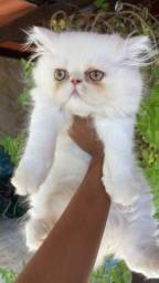 Título do anúncio:  Lindos Gato persa filhote macho com garantia recibo e pedigree 