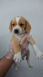 Título do anúncio: Beagle Bicolor com pedigree gratuito!! Venha conhecer seu novo amiguinho 