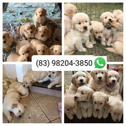 Cachorro Golden Retriever no Rio Grande do Norte | OLX Cachorro Golden Retriever no Rio Grande do Norte | OLX
