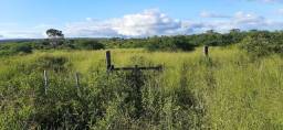 Título do anúncio: Alugo pasto para gado em Morro do Chapéu-BA 