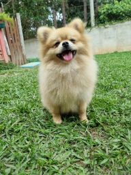 https://img.olx.com.br/thumbs256x256/17/177532404615047.jpg