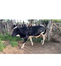 Título do anúncio: Vendo gado comum em Nova fatima Bahia 