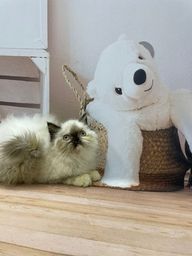 Título do anúncio: gato persa fofura de filhote