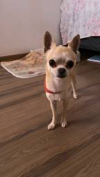 Título do anúncio: Chihuahua procura namorada 