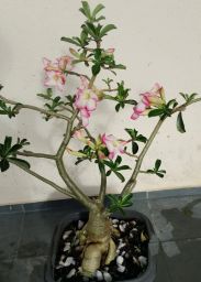 https://img.olx.com.br/thumbs256x256/18/181670540087374.jpg