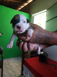 Título do anúncio: Filhote de pitbull América para vender 
