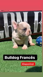 Título do anúncio: Bulldog Francês  Macho com Pedigree