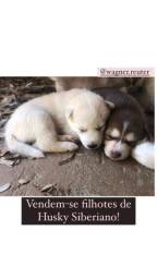 Título do anúncio: Vendem-se filhotes de Husky Siberiano 