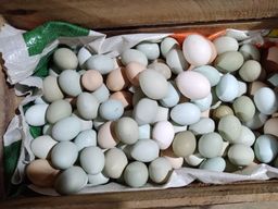 Título do anúncio: Galinhas de ovos multicoloridos