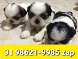 Título do anúncio: Canil Filhotes Cães Alto Padrão BH Shihtzu Maltês Lhasa Poodle Basset Beagle Yorkshire  