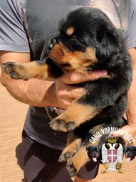 Título do anúncio: Canil Vormund Rottweiler disponibiliza ninhada com excelente pedigree
