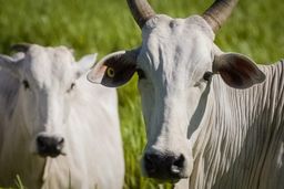 Título do anúncio: venda de gado ( condições )