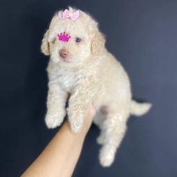 Título do anúncio: Poodle toy com pedigree 