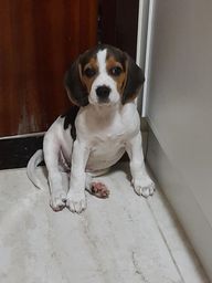 Título do anúncio: Vendo filhote de beagle 13 polegadas