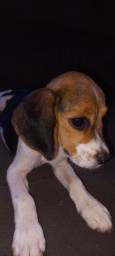 Título do anúncio: Vendo  Beagle Puro