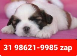Título do anúncio: Canil Filhotes Perfeitos Cães BH Shihtzu Maltês Lhasa Poodle Basset Beagle Yorkshire 