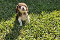 Título do anúncio: Beagle