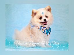 Título do anúncio: Spitz alemão belo macho, fotos reais | Namu Royal Pet Shop 