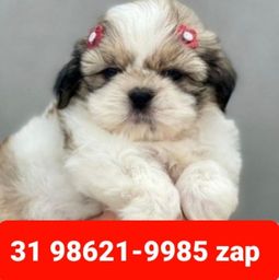 Título do anúncio: Canil Líder Cães Filhotes BH Shihtzu Poodle Maltês Basset Yorkshire Beagle 