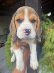 Título do anúncio:  Beagle filhote ótimo padrão a pronta entrega 