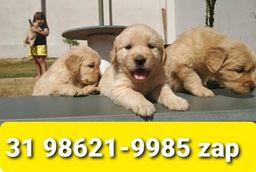 Título do anúncio: Canil Filhotes Pet Cães BH Golden Boxer Labrador Akita Rottweiler Pastor 