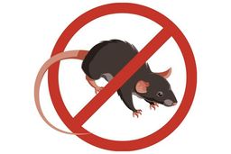 Título do anúncio: Desratização camundongos, ratazanas e ratos de telhado