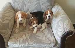 Título do anúncio:  Filhotes de beagle lindos com Pedigree e Vacina Importada 