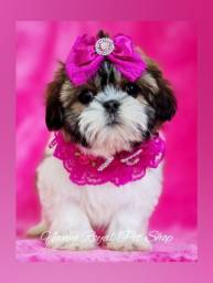 Título do anúncio: Shihtzu fêmea bela | Fotos reais - Namu Royal Pet Shop 