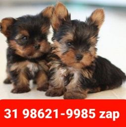 Título do anúncio: Filhotes Cães Criação Profissional BH Yorkshire Lhasa Basset Maltês Poodle Beagle 