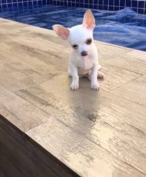 Título do anúncio: Chihuahua macho com pedigree 
