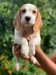 Título do anúncio: Beagle mini, a pronta entrega