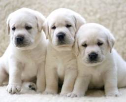 Título do anúncio: Labrador com pedigree 