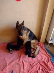 Título do anúncio: Lindos cães filhotes pastor alemão pra guarda e companhia