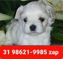 Título do anúncio: Canil Os Melhores Filhotes Cães BH Maltês Yorkshire Basset Shihtzu Beagle Lhasa Poodle 