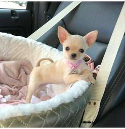 Título do anúncio: Filhotes de Chihuahua menor cão do mundo, machos e femeas com garantias de vida e saude