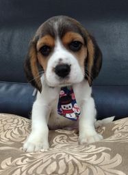 Título do anúncio: Beagle filhotes incríveis e amorosos