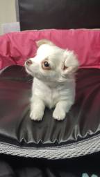 Título do anúncio: Chihuahua de bolso pelo longo