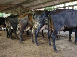 Título do anúncio: Vendo vacas girolando de FiV
