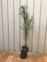 Título do anúncio: Podocarpus 50/60cm 
