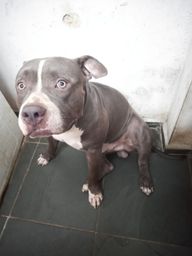 Cachorros - Alecrim, Rio Grande do Norte | OLX Cachorros - Alecrim, Rio Grande do Norte | OLX