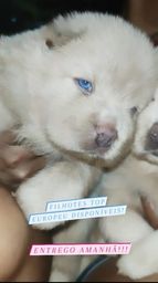 Título do anúncio: Filhotes de Chow Chow branco raro olhos azuis pedigree