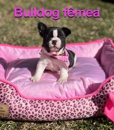 Título do anúncio: bulldog frances femea belíssima a venda 