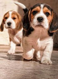 Título do anúncio:   Lindos beagle pronta entrega com Pedigree Vacina e Garantia 