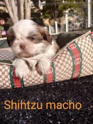 Título do anúncio: Baby shihtzu filhotes de alto padrão 