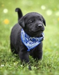 Título do anúncio: Labrador retriever Confira Agora Lindos Filhotes 119.923.247.34 Canil Zorah  