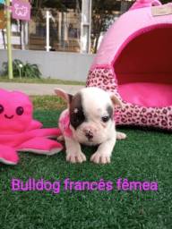 Título do anúncio: filhotes de bulldog francês fêmea com garantia 