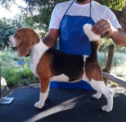 Título do anúncio: Beagle fêmea pedigree CBKC 