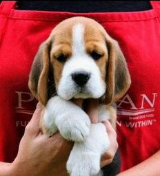 Título do anúncio: Beagle filhotinhos pedigree recibo e garantia entrego hoje