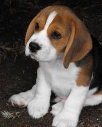 Título do anúncio: Lindos filhotes de Beagle com pedigree e vacinados com vacina importada