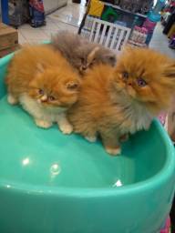 Título do anúncio: Filhotes de gato persa puros!